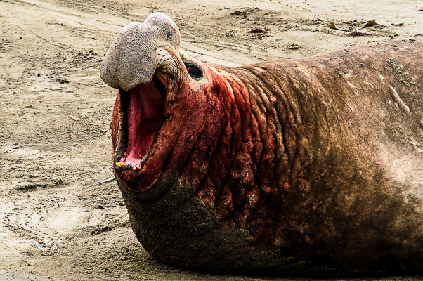 Argentina 2003 -Peninsula Valdes - elephant seal